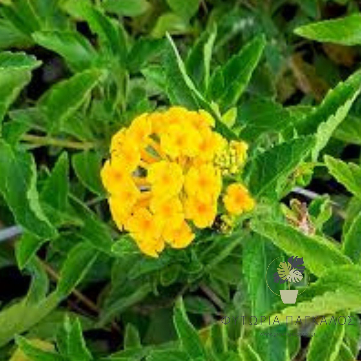 Λαντάνα (Lantana montevidensis) – Πολύχρωμο Ανθοφόρο Φυτό - 4